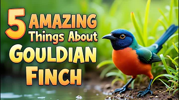 5 Amazing Things You Did NOT Know About Gouldian Finch