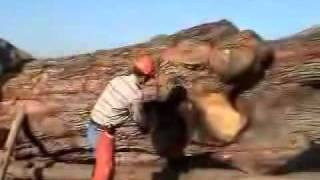 Splitting Lumber With Black Powder Splitting Lumber With Black Powder