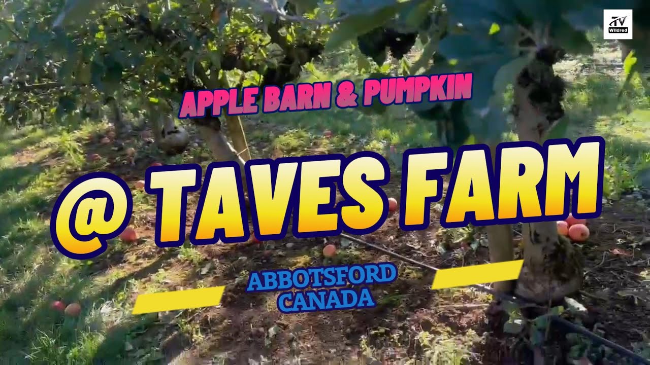 APPLE PICKING APPLE BARN AND PUMPKIN , TAVES FARM, Abbotsford Canada