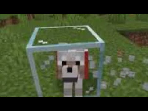 Minecraft როგორ დავამწყვდიოთ ძაღლი შუშაში