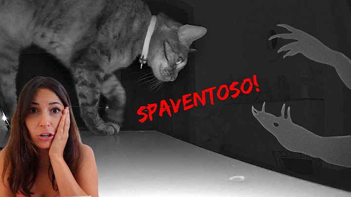 SPIO I MIEI GATTI DI NOTTE MA SUCCEDE QUALCOSA DI INQUIETANTE!