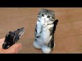 Funniest Animal Moments 2023 😂 Funniest Cats and Dogs 🐶😸 Ep 09 | Cute Buddy