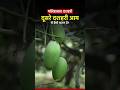 मलिहाबाद दशहरी दूसरे दशहरी आम से कैसे अलग है? #dussehri #malihabad #mangoes