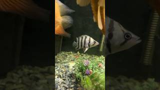 New Fish Added Datnoid Fish