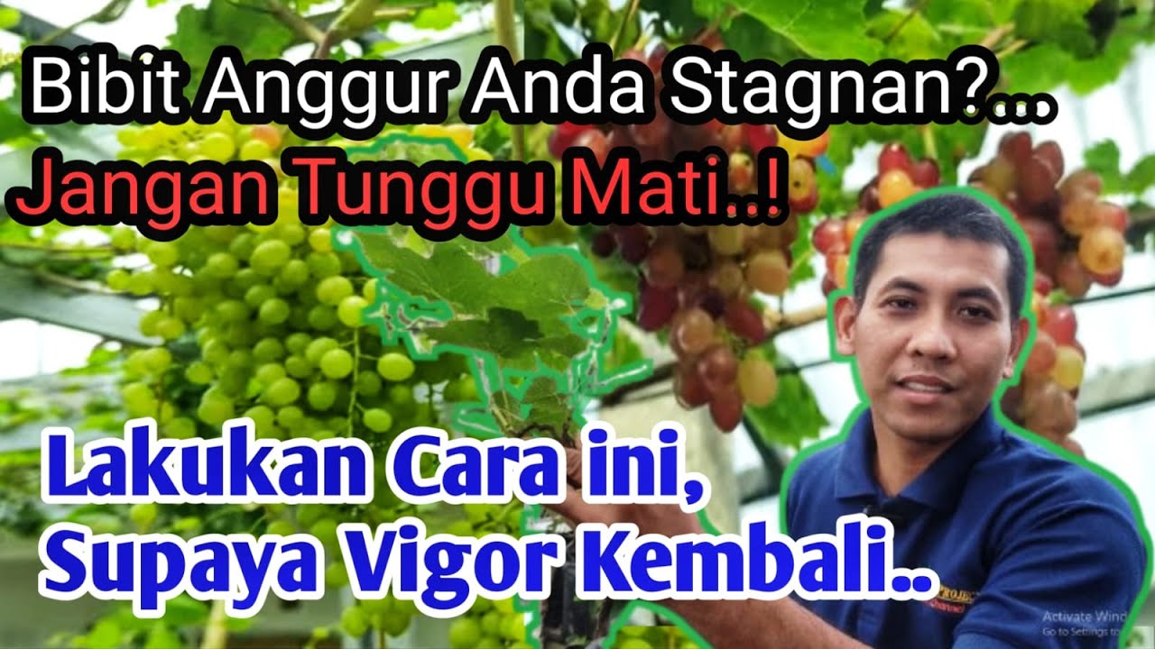 Cara Efektif Mengatasi Bibit Anggur Stagnan Agar Tumbuh Subur dan Vigor