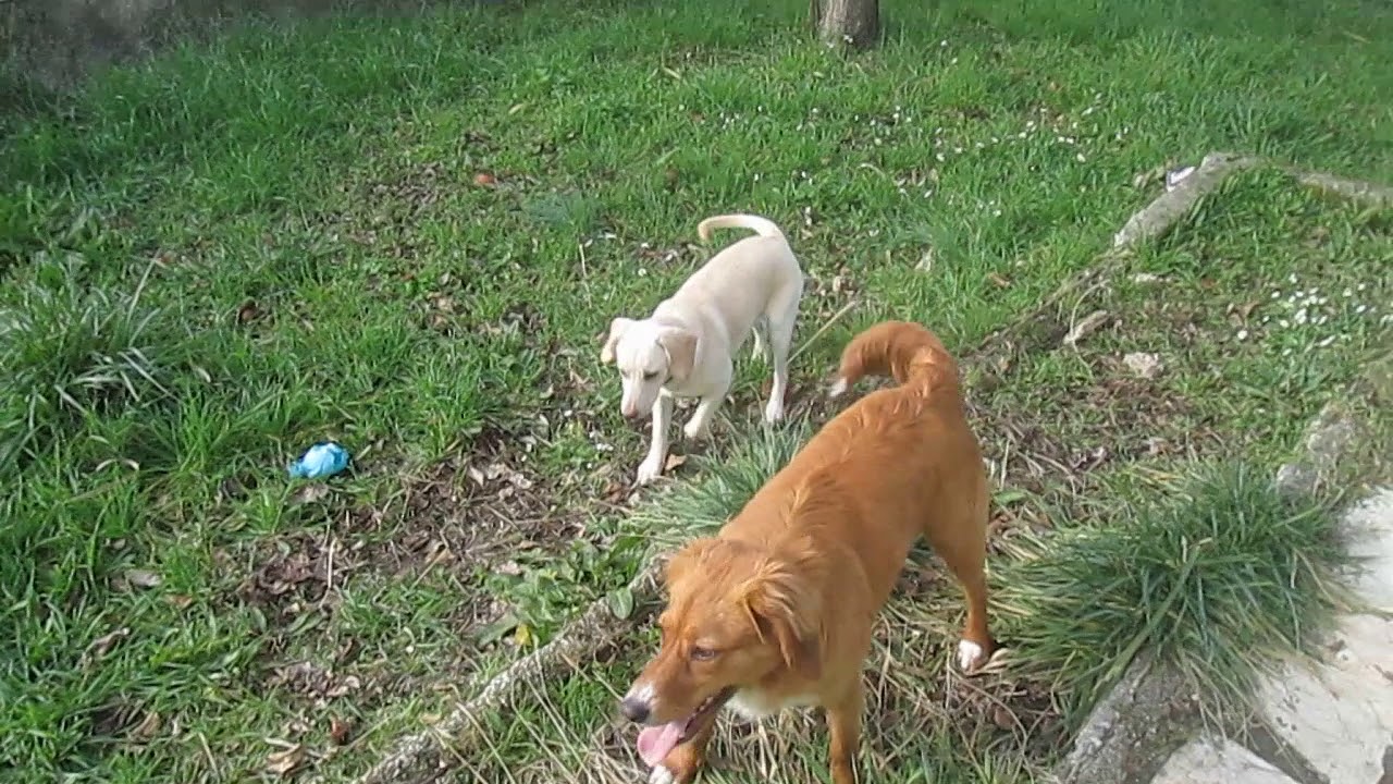 ERNIE AND ZOI CORFU GREECE STRAY DOGS JAN/2018