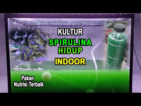 Video: Bisakah saya menanam spirulina saya sendiri?