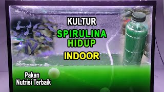 Kultur Spirulina Hidup Indoor | Pakan dengan Nutrisi Terbaik.