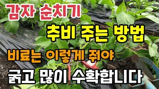 감자순치기 감자추비시기 추비 방법 비료는 이렇게 줘야 굵고 많이 달립니다 감자nk비료 감자북주기 감자칼슘비료 감자재배방법