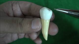 Morphology of Mandibular Second  Premolar | Dental Anatomy