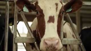 Locally Grown – Hurtgen Dairy Farm, Elkhorn, WI