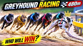 What a Race! 😱 Six Greyhounds Battle for the Win! 🏁🔥