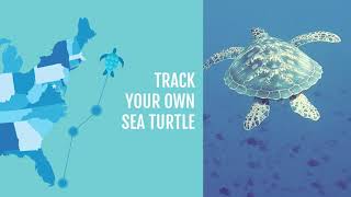 Wildlife Collections - Track A Sea Turtle