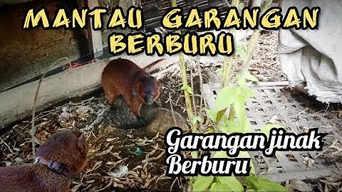 Garangan berburu di kandang ayam‼️#garanganjinak #linsang #lasun #moongoose