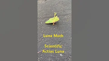 Luna Moth #amazing #shortsfeed