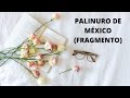 Palinuro de México (fragmento)