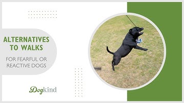 Alternatives to Walking your Fearful or Reactive Dog