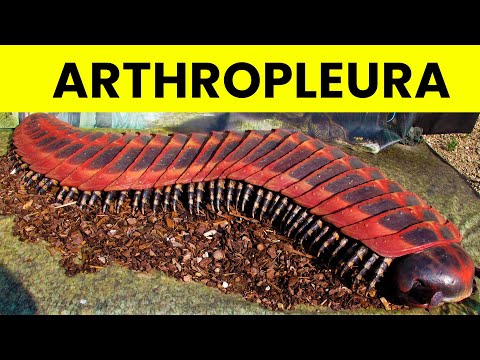 What Lived On Earth Before Dinosaurs?