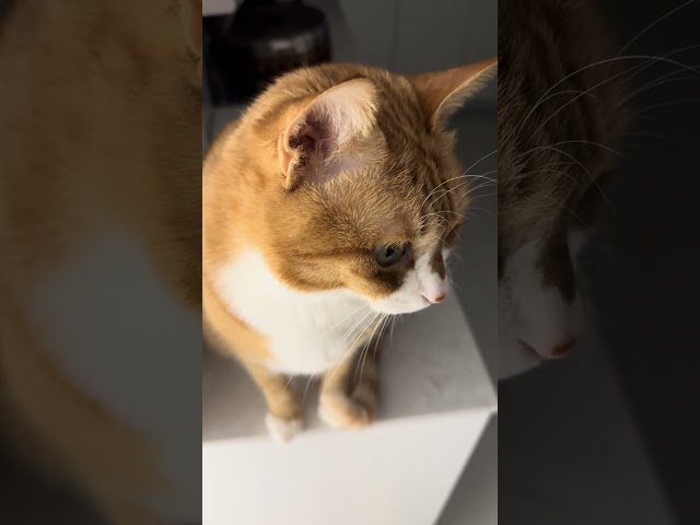 기대하는 고양이