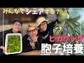 ビカクシダ 一緒に学ぼう胞子培養講座