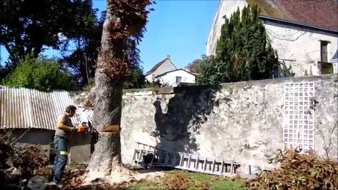 Abattage Marronnier Youtube