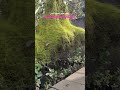 just bloom your soul ❤️#viral #love #beatifulnature #youtubeshorts #naturenasha #explorefeed #likee