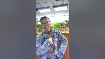 3 Cách Diệt Tảo Nâu Nhanh Gọn An Toàn