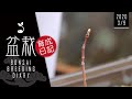【ほぼ日盆栽育成日記 3/9】Bonsai diary 初心者 bonsai trees for beginners tree ヒーリング healing リラックス Relax art