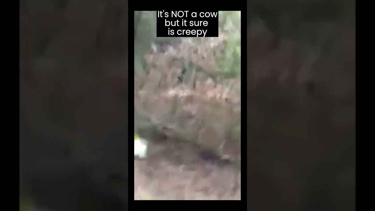 "Is That A Cow?" RAKE Creature Runs At HIM! SCARY!! 