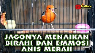 Download Lagu SAKTI BIKIN ANIS MERAH LANGSUNG NAIK EMOSI DAN BIRAHI MENDENGAR PANCINGAN ANIS MERAH INI MP3 Download Lagu SAKTI BIKIN ANIS MERAH LANGSUNG NAIK EMOSI DAN BIRAHI MENDENGAR PANCINGAN ANIS MERAH INI MP3