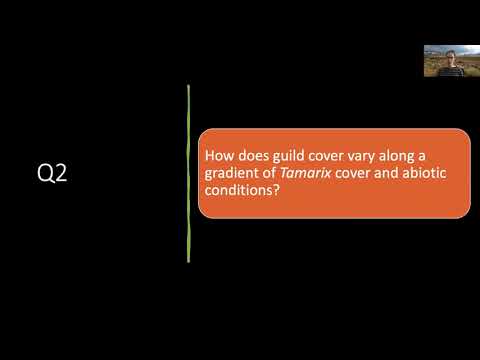 Video: K čemu se používá Tamarix – zjistěte o Tamarixu v krajině