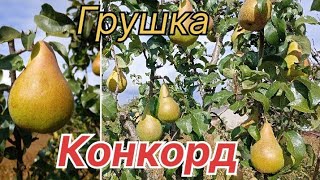 картинка: Груша Конкорд / Для зимового зберіганя