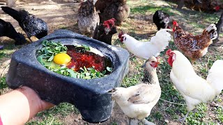 : Golden Recipe to Increase Your Chickens' Egg Yield - Collect Plenty of Eggs - Rabbits - Quails -Farm