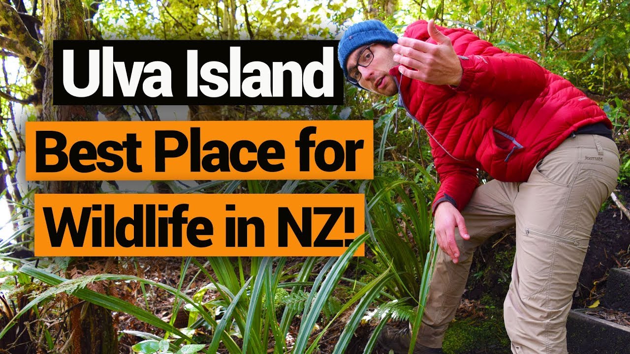 🐦 Ulva Island: The Best Place for Wildlife in Stewart Island –  New Zealand's Biggest Gap Year