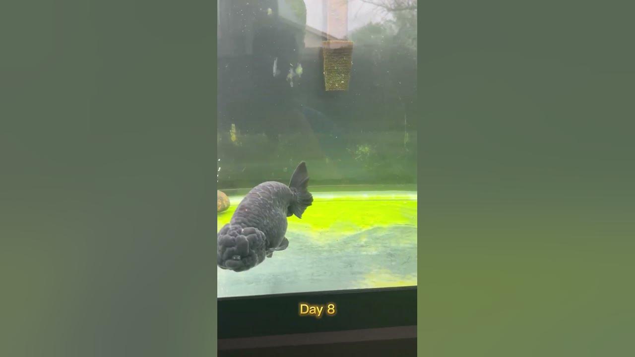 Growing Green Carpet Algae YouTube