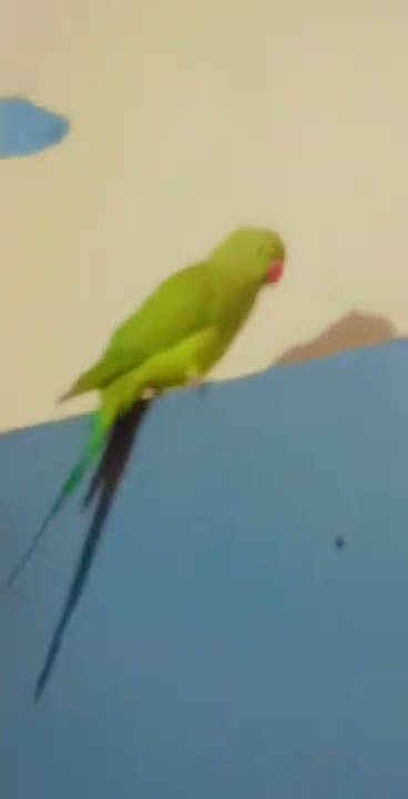 mithu-ke-papa-mumy-ko-bulao-parrot-parrotsound-parrottalking