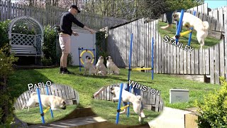 'Teaching' 3 Pugs Agility!