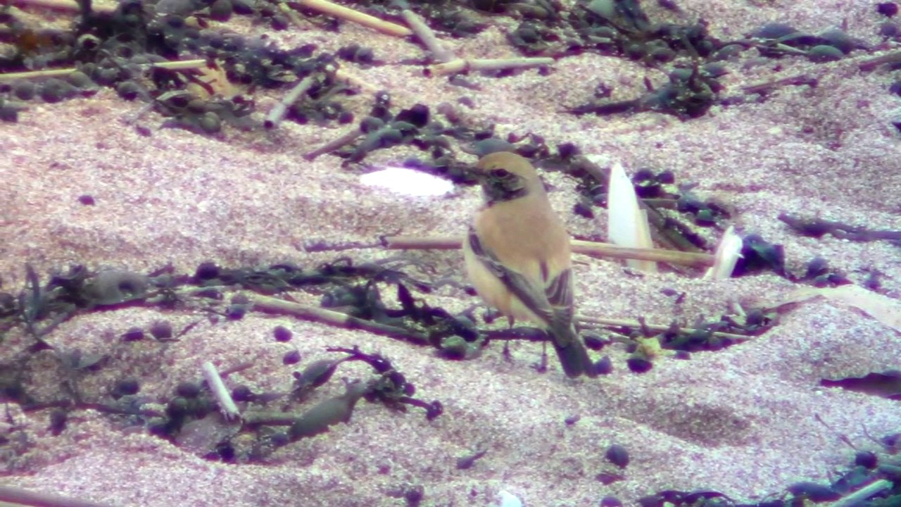 Desert Wheatear