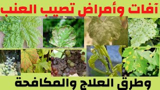 الأمراض والآفات التي تصيب العنب. بالتفصيل. هااااام جدا جدا. فيديو 3