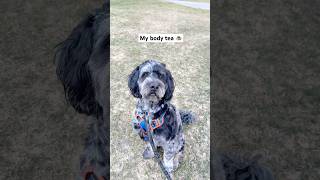 Is This Dogs Face A 10