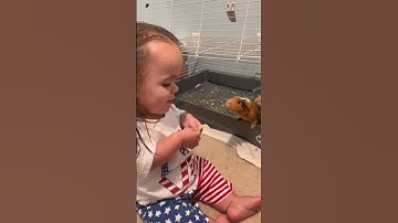 Thumbnail of What do you feed your guinea pig?