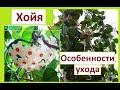 Хойя или восковой плющ. Особенности ухода.