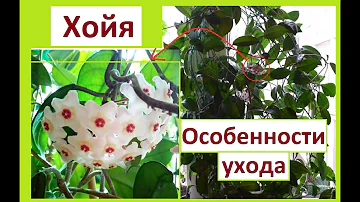 Хойя или восковой плющ. Особенности ухода.