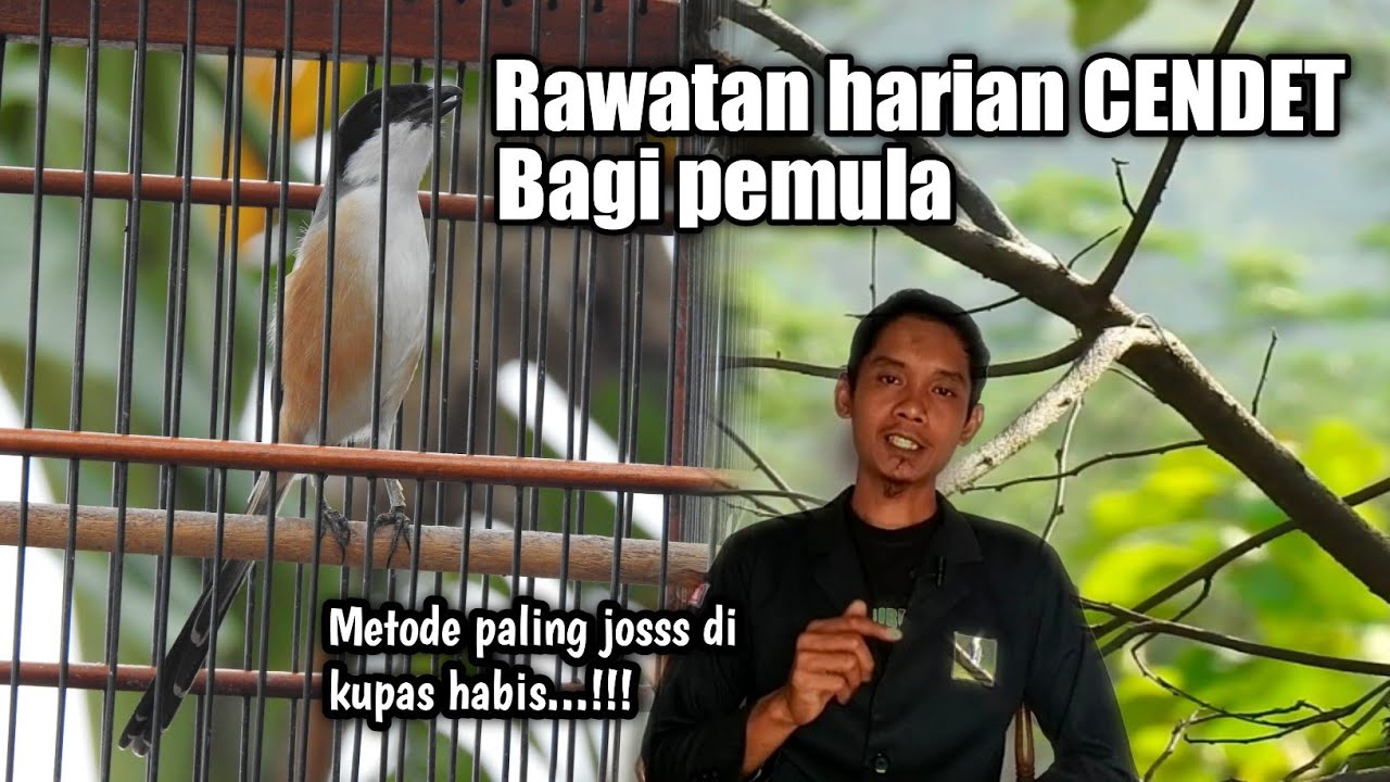 Rawatan burung CENDET Buat harian bagi pemula sampai gacor dan setabil