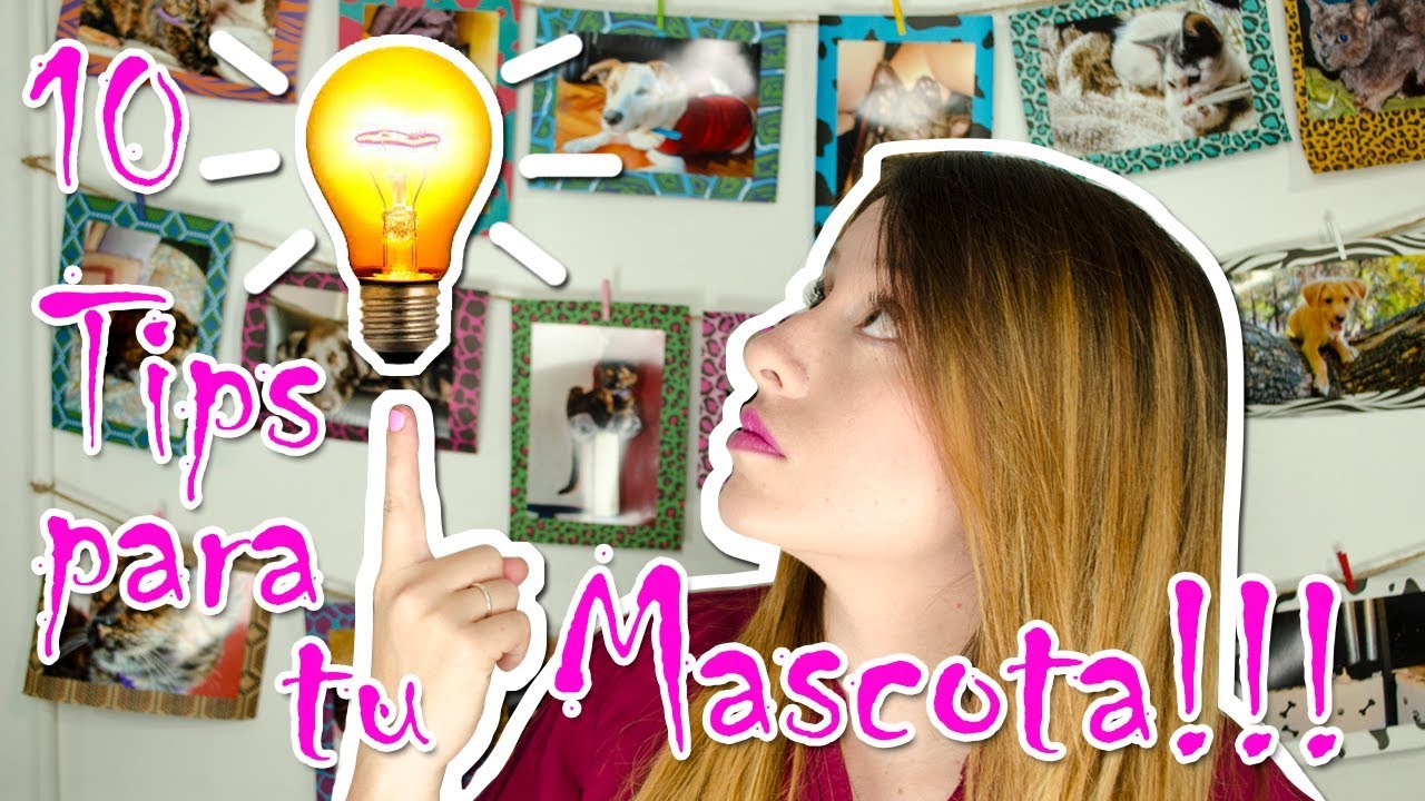 10 Tips para tu mascota