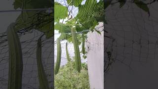 এত কিছু দেখানো যায় না/donot show everythings #donotshow #everything #mahbubasblog