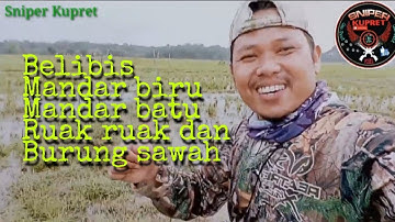 #Berburubelibis#mandarbiru#mandarbatu#Berburu belibis mandar biru mandar batu ruak ruak burung sawah