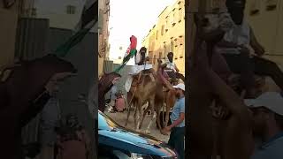 جانب من احتفالات بحفل زفاف في العيون المحتلة