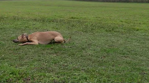 Whippet playing fetch slow motion clips