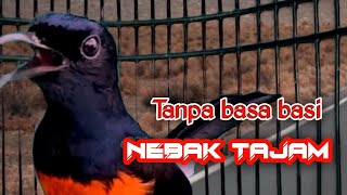 PANCINGAN MURAI BATU GACOR FULL TEMBAKANN TERAPI MALAM AGAR BONGKAR MATERI MEWAH !!